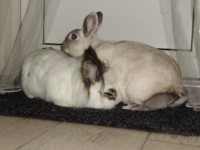 /album/fotogallerij/konijnen-koppelen-pim-en-laura-knuffelen-jpg/